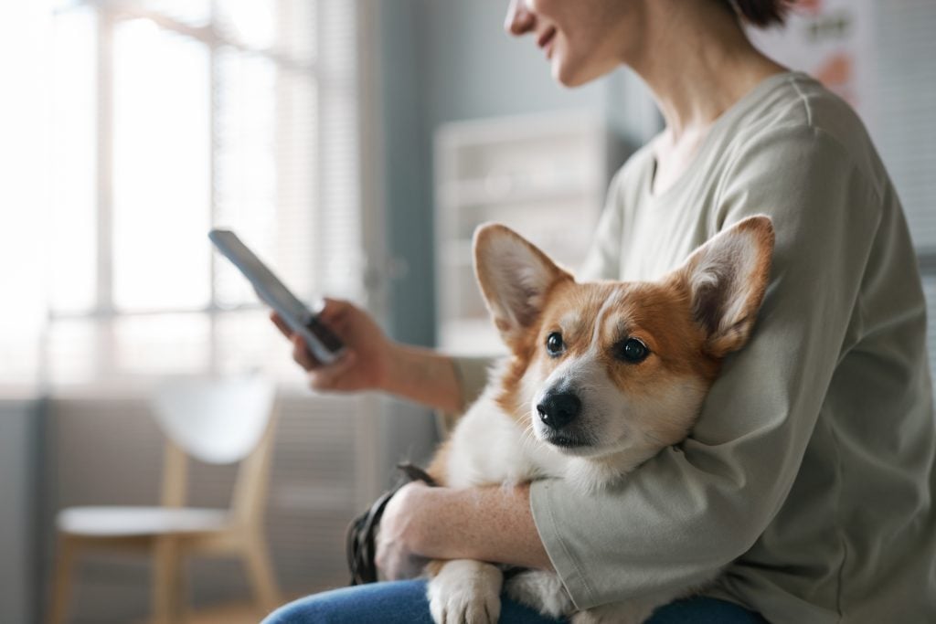 Veja como cuidar do seu cachorro!